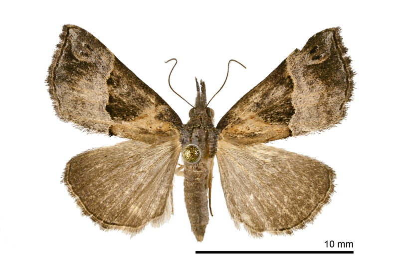 Hypena cognata Female